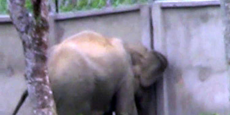 Elephant Corridor