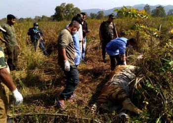 কাজিৰঙাত পাৰস্পৰিক যুঁজত ঢেকীয়াপতীয়া বাঘৰ মৃত্যু