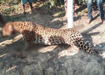 দুলীয়াজানত জীৱ শ্ৰেষ্ঠৰ নৃশংসতাৰ বলি নাহৰফুটুকী: কাটি নিলে নখ, ভৰি