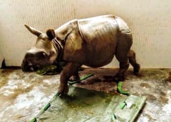 Rhino Calf