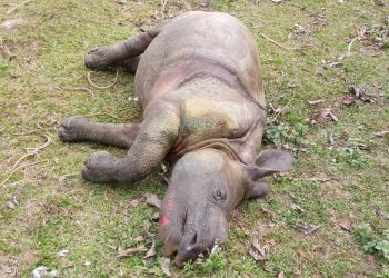 কাজিৰঙাৰ বন্যপ্ৰাণী পুনৰ সংস্থাপন আৰু সংৰক্ষণ কেন্দ্ৰত গঁড় পোৱালীৰ মৃত্যু