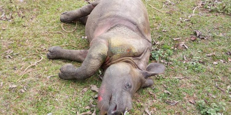 কাজিৰঙাত অসুস্থহৈ মৃত্যু হোৱা গঁড় পোৱালীটোৰ ফটো