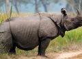 Rhino-5644