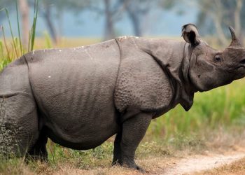 Rhino-5644