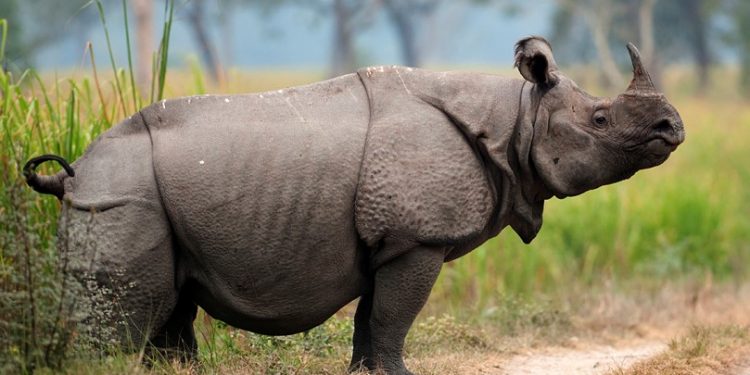 Rhino-5644