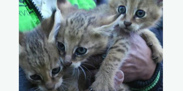 Wildcat