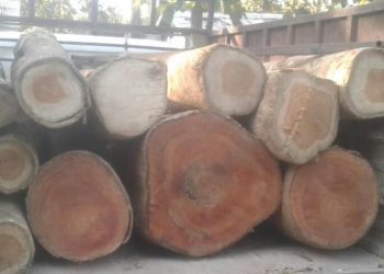 chamaguri wooden truck.photo