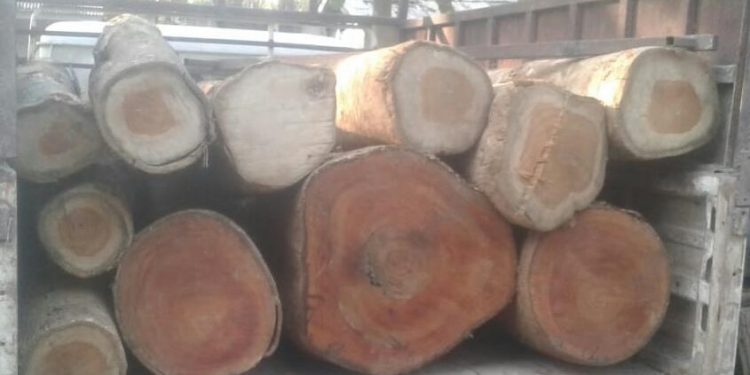 chamaguri wooden truck.photo