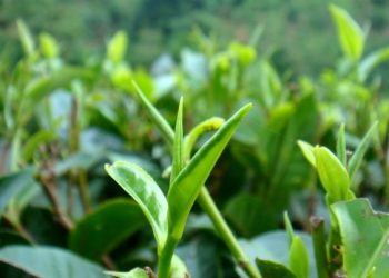 গোলাঘাটত অসমীয়া চাহ সমাৰোহৰ আয়োজন