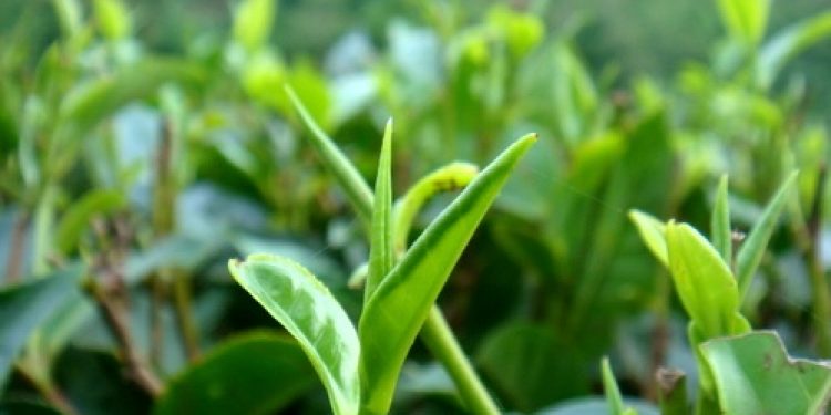 ইন্টাৰনেটৰ পৰা সংগৃহীত অসমৰ চাহৰ আলোকচিত্ৰ