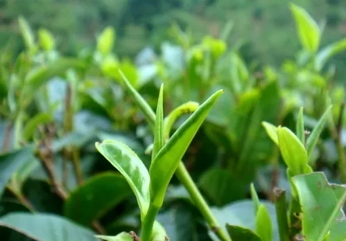 গোলাঘাটত অসমীয়া চাহ সমাৰোহৰ আয়োজন