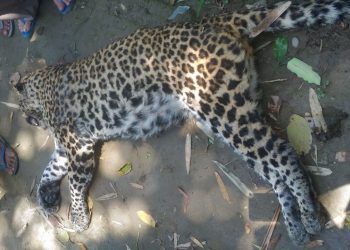 ভটীয়াপাৰৰ দিখৌ নদীৰ পানী যুৱলিত মৃত নাহৰফুটুকী উদ্ধাৰ