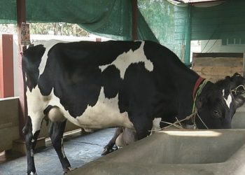 জাৰ্চি গৰুৰে অসমৰ ৰাজনীতিত সিদ্ধাৰ্থ ভট্টাচাৰ্য্যৰ ইতিহাস, লালু প্ৰসাদৰ পাছতেই ভট্টাচাৰ্য্যৰ স্থান