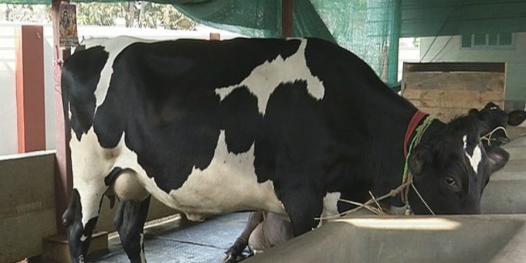বৰ্ণ সংকৰ গৰুৰ আলোকচিত্ৰ