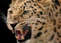 growling-leopard_db1a70da-77cb-11e8-ada9-0239ece95d2f