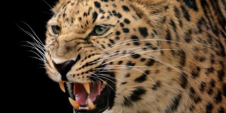 growling-leopard_db1a70da-77cb-11e8-ada9-0239ece95d2f
