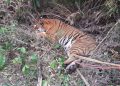 Royal Bengal Tiger