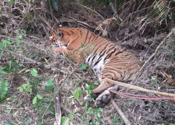 Royal Bengal Tiger