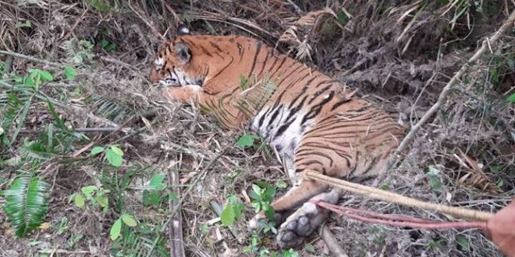Royal Bengal Tiger