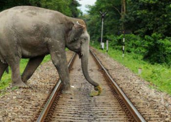 Elephant-crossing-750x375