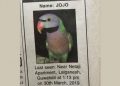 parrot missing in Guwahati
