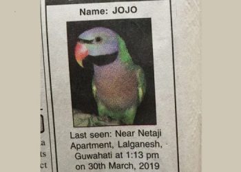 parrot missing in Guwahati