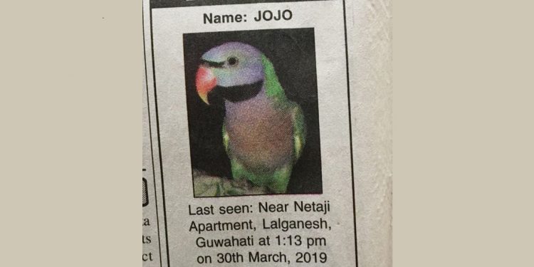 parrot missing in Guwahati