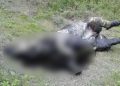 Rhino dead body