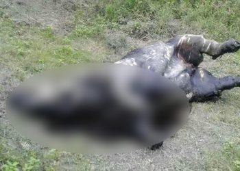 Rhino dead body