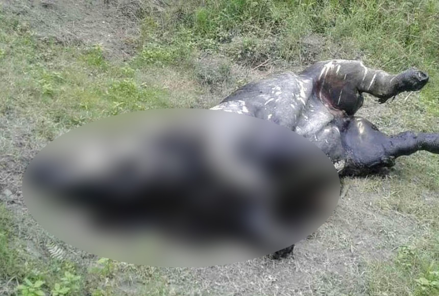 Rhino dead body