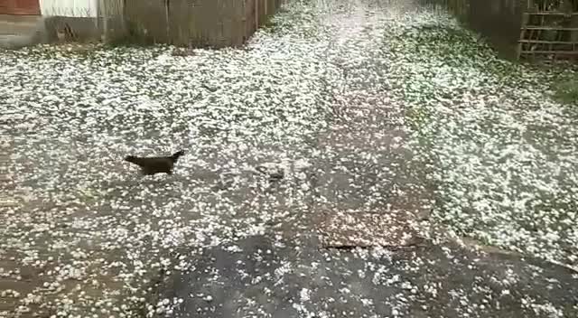 hailstorm in Bokakhat