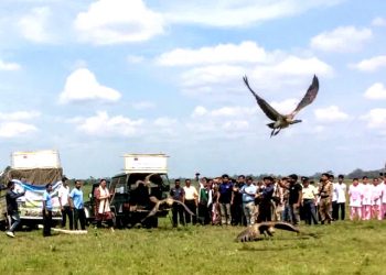 30 Vultures released after medical treatment in Assam's Demow