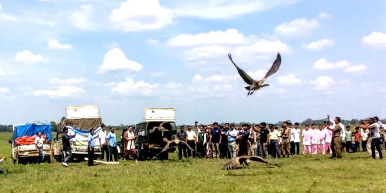 30 Vultures released after medical treatment in Assam's Demow