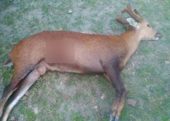 KIlled Deer