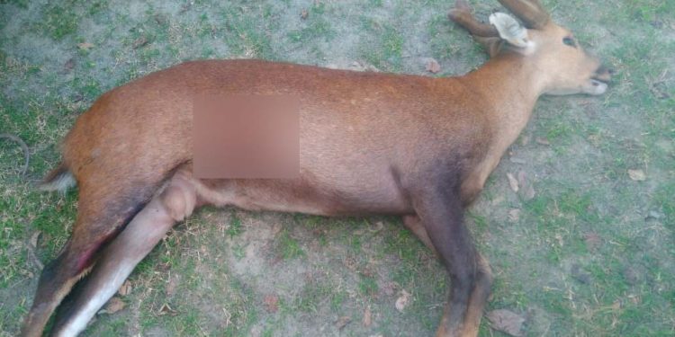 KIlled Deer