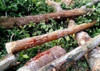 উজনিত চোৰাং কাঠৰ ৰমৰমীয়া বেহা অব্যাহত; গৌৰীসাগৰ আৰক্ষীৰ জালত চাৰিজন