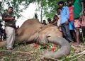 Elephant dead body