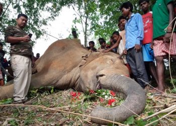 Elephant dead body