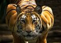 King of jungle now receives a royal cremation in Assam