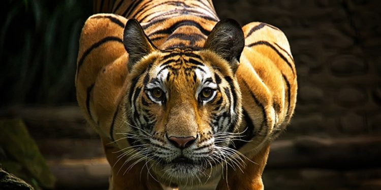 King of jungle now receives a royal cremation in Assam
