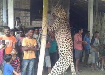 সোণাৰিত নাহৰফুটুকী নিধন কৰি কাটি নিলে নেজ, ঠেং; ঘটনাস্থলীত পলমকৈ উপস্থিত বন বিভাগৰ লোক