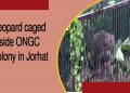 যোৰহাটৰ অ’ এন জি চি কলনিত পিঞ্জৰাবদ্ধ হ’ল প্ৰকাণ্ড নাহৰফুটুকী