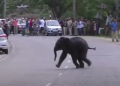 Deepor Beel Calf Elephant_2