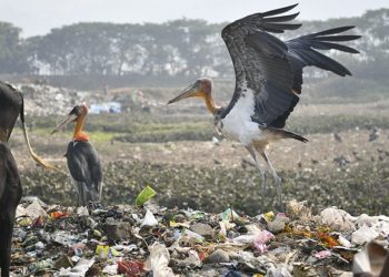 Depar-Beel-Dumping-Groung_main-1140x570