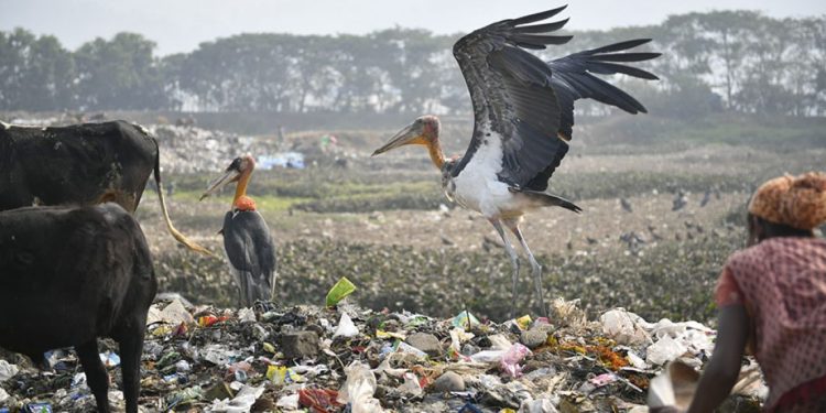 Depar-Beel-Dumping-Groung_main-1140x570