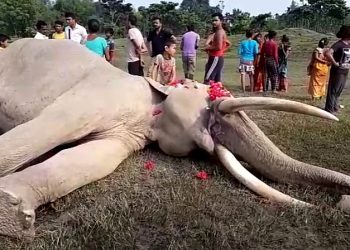 আপোন বনৰীয়া হাতীক অন্তিম বিদায় কলিয়াবৰৰ হাতীমূৰাবাসীৰ