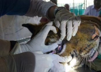 injured Tigress get treatment in State Zoo