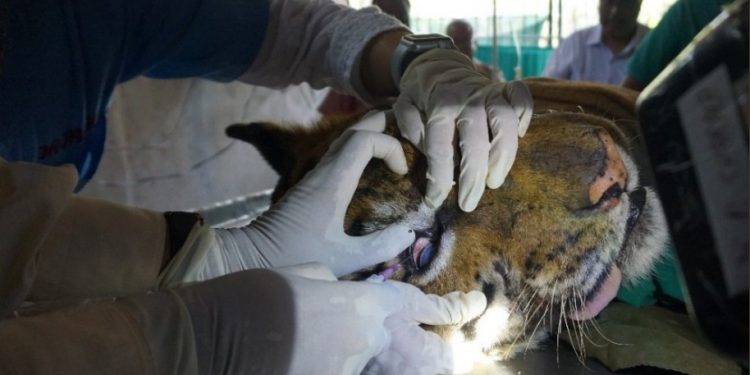 injured Tigress get treatment in State Zoo