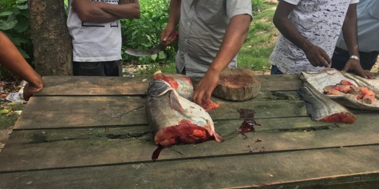 দেওবাৰে শোণিতপুৰৰ ৰাষ্ট্ৰীয় ঘাইপথৰ দাঁতিত আসাম ভেলী স্কুলৰ সমীপত এটা আঠ কিলোগ্ৰাম ওজনৰ কণীযুক্ত বৰালী মাছ কাটি বিক্ৰী কৰিছে। ফটো : নৰ্থইষ্ট নাও