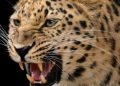 growling-leopard_db1a70da-77cb-11e8-ada9-0239ece95d2f-1140x570